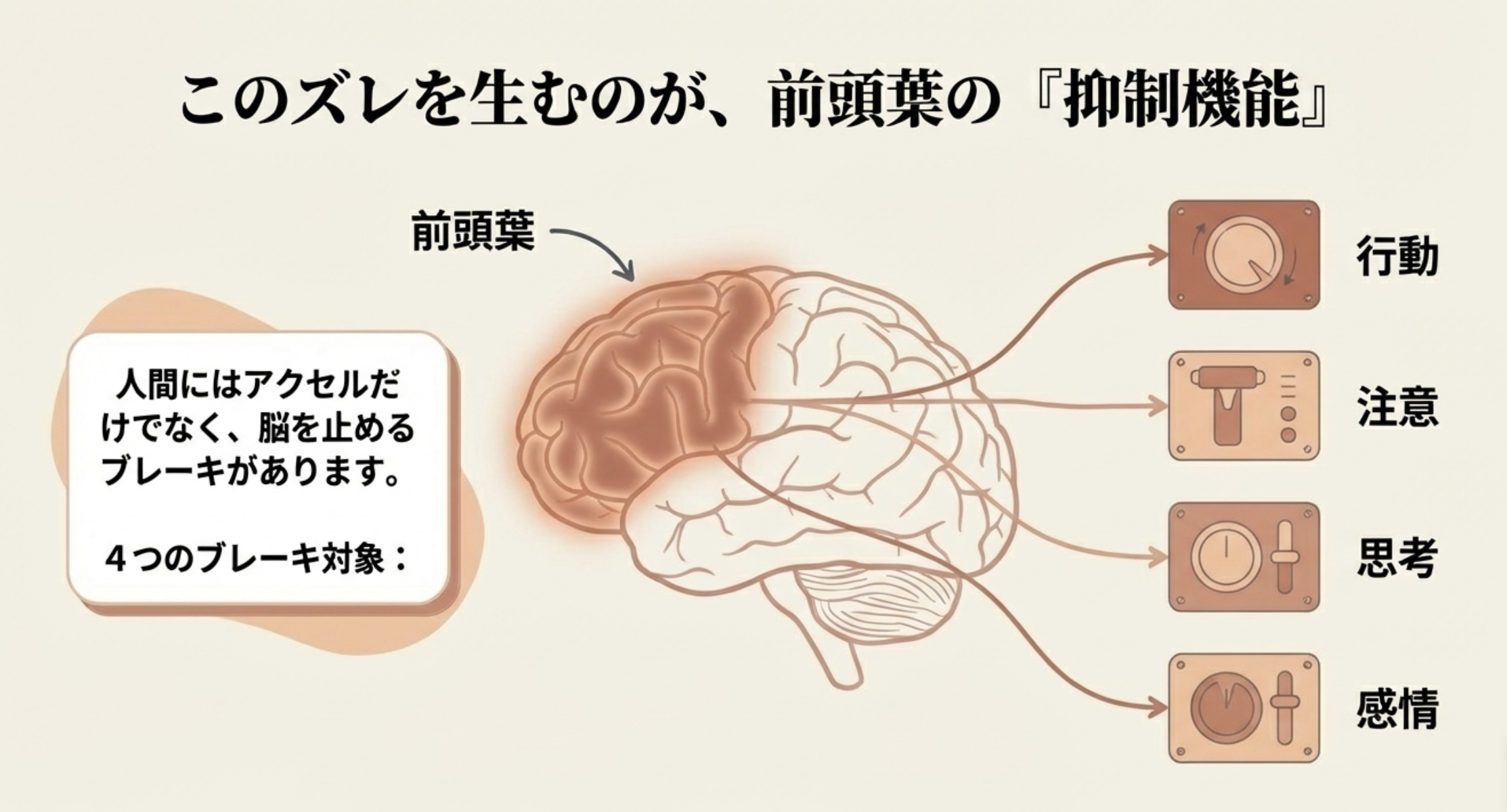 このズレを生むのが、前頭葉の『抑制機能』
前頭葉
人間にはアクセルだけでなく、脳を止めるブレーキがあります。
4つのブレーキ対象：
行動
注意
思考
感情